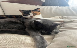 Mixed Breed cats for sale: Two Female Cats - Image 4