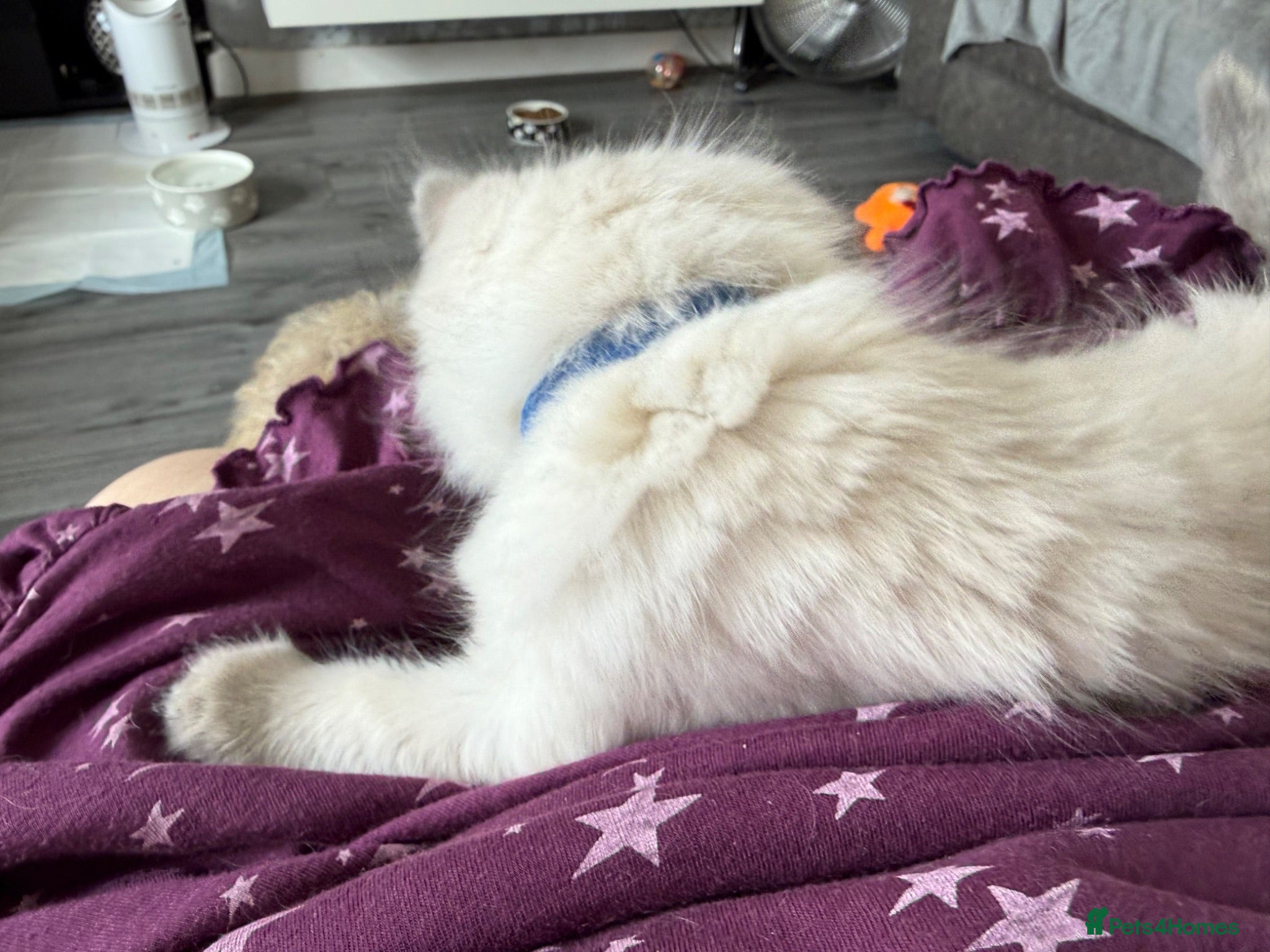 Ragdoll cats Stunning bluepoint ragdoll kittens  - Advert 2