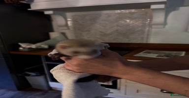 Ferret rodents - Advert 4