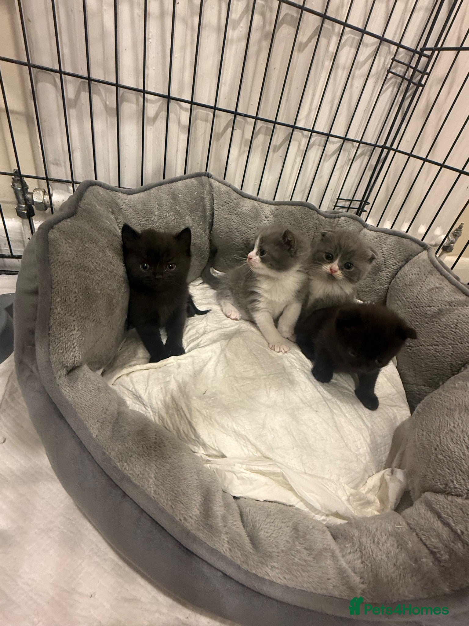 British Shorthair cats Baby kittens Scottish fold and British short hair - Advert 1