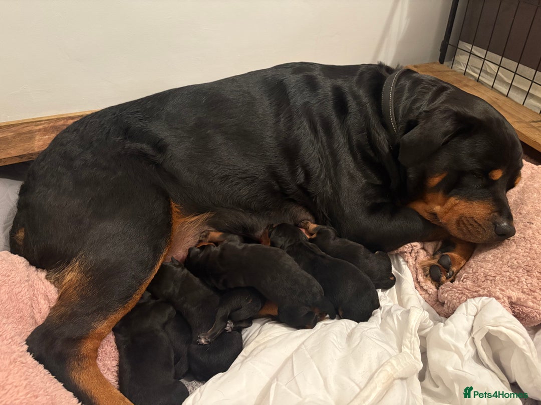 Rottweiler dogs for sale: Rottweiler Puppies  - Image 10