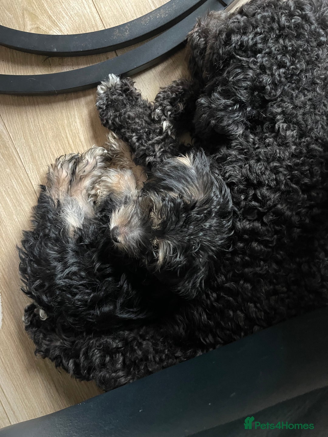 Mixed Breed dogs for sale: Adorable Morkie Poo puppies - Advert 17