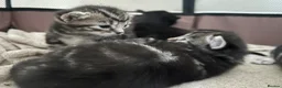 Mixed Breed cats for sale: Tabby kittens  - Advert 7