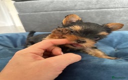Yorkshire Terrier dogs for sale: Tiny Yorkshire Terrier ( 1 boy and 2girls 🐶🐶) - Image 10