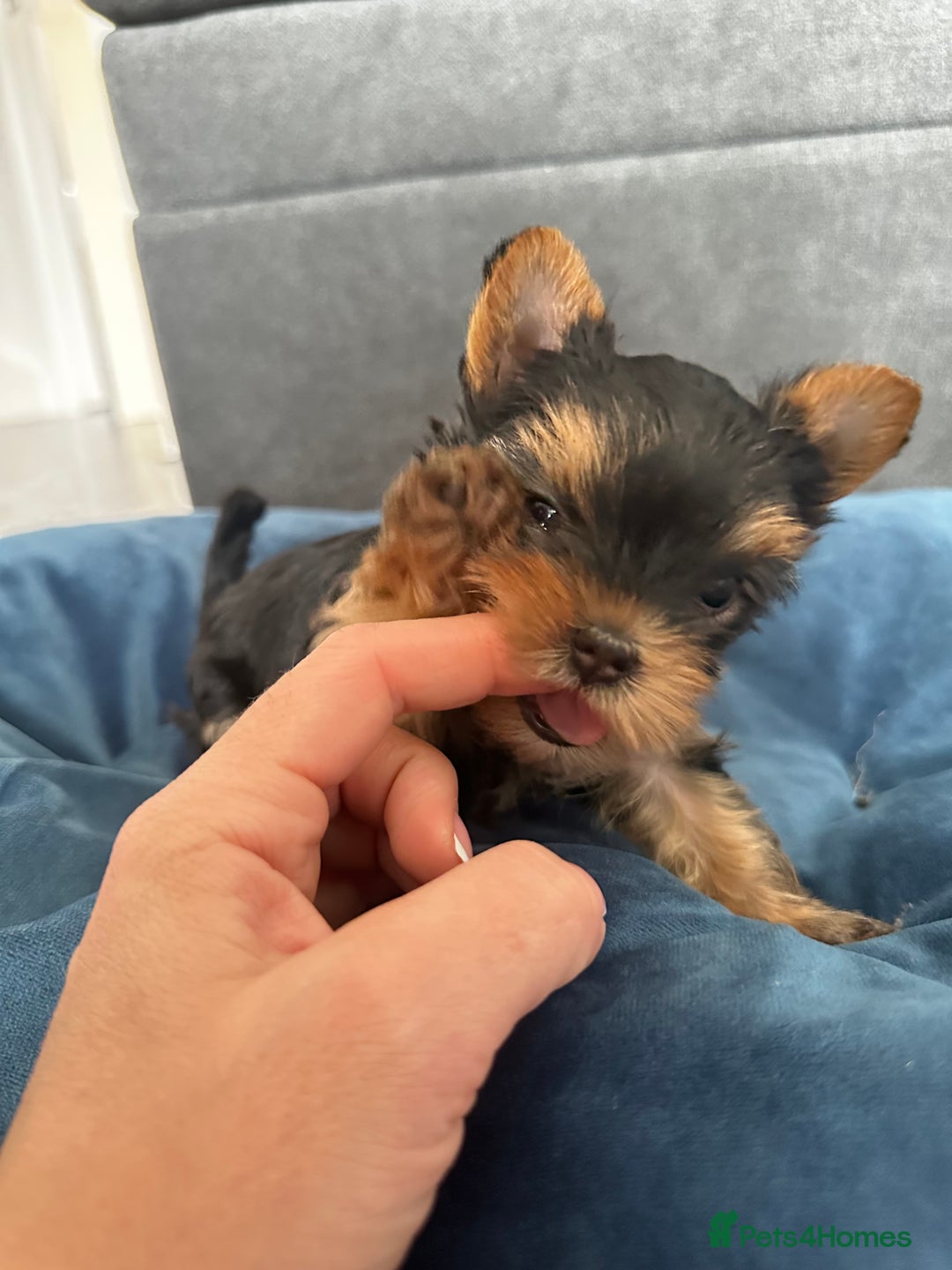 Yorkshire Terrier dogs for sale: Tiny Yorkshire Terrier ( 1 boy and 2girls 🐶🐶) - Image 10