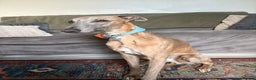 Whippet dogs for sale: Whippet Puppies - Advert 4