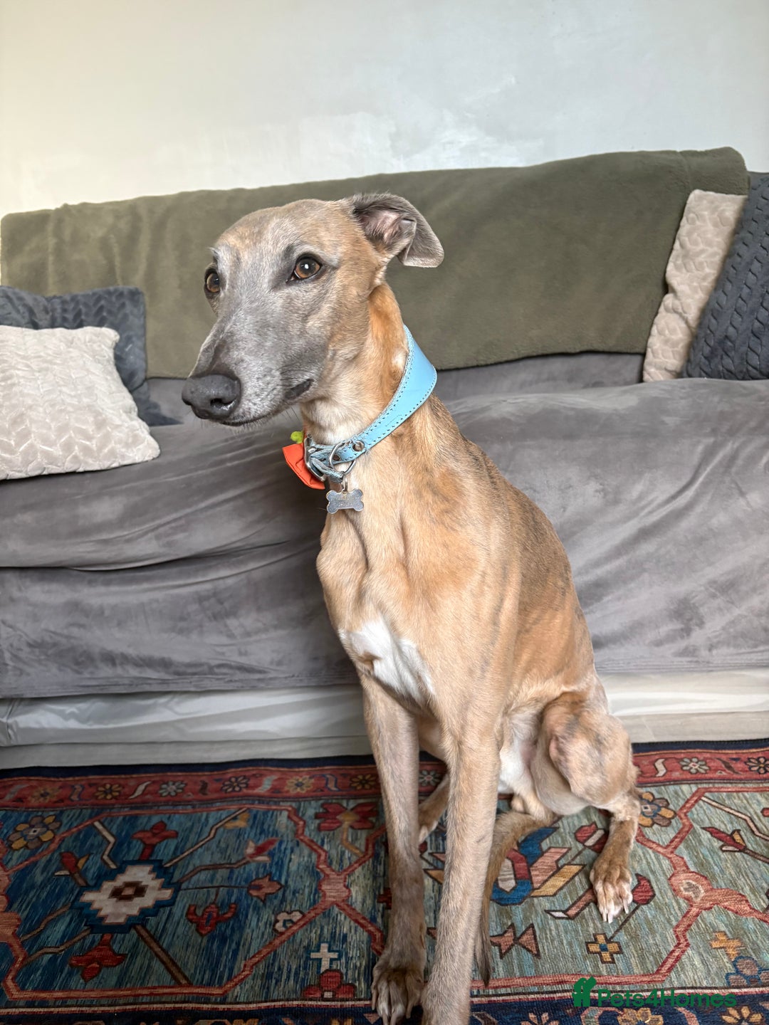 Whippet dogs for sale: Whippet Puppies - Image 4