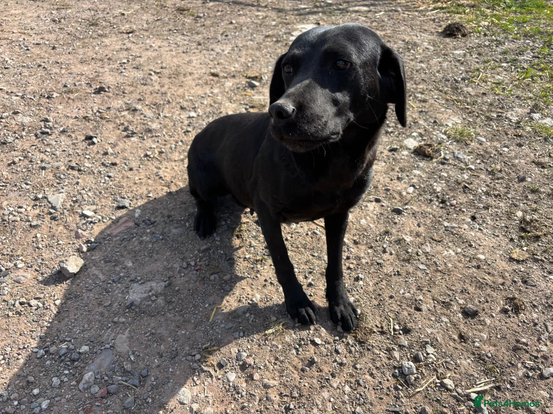 Labrador Retriever dogs for sale: Beautiful Black Labrador - Advert 1