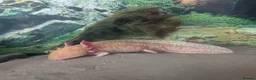 Axolotl reptiles for sale: Golden Axolotl  in Truro - Advert 4