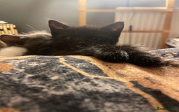 Mixed Breed cats for sale: All black kittens - Image 7