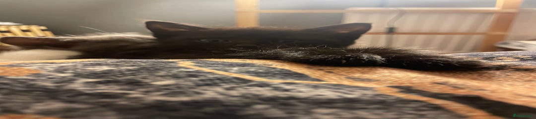 Mixed Breed Kitten 3