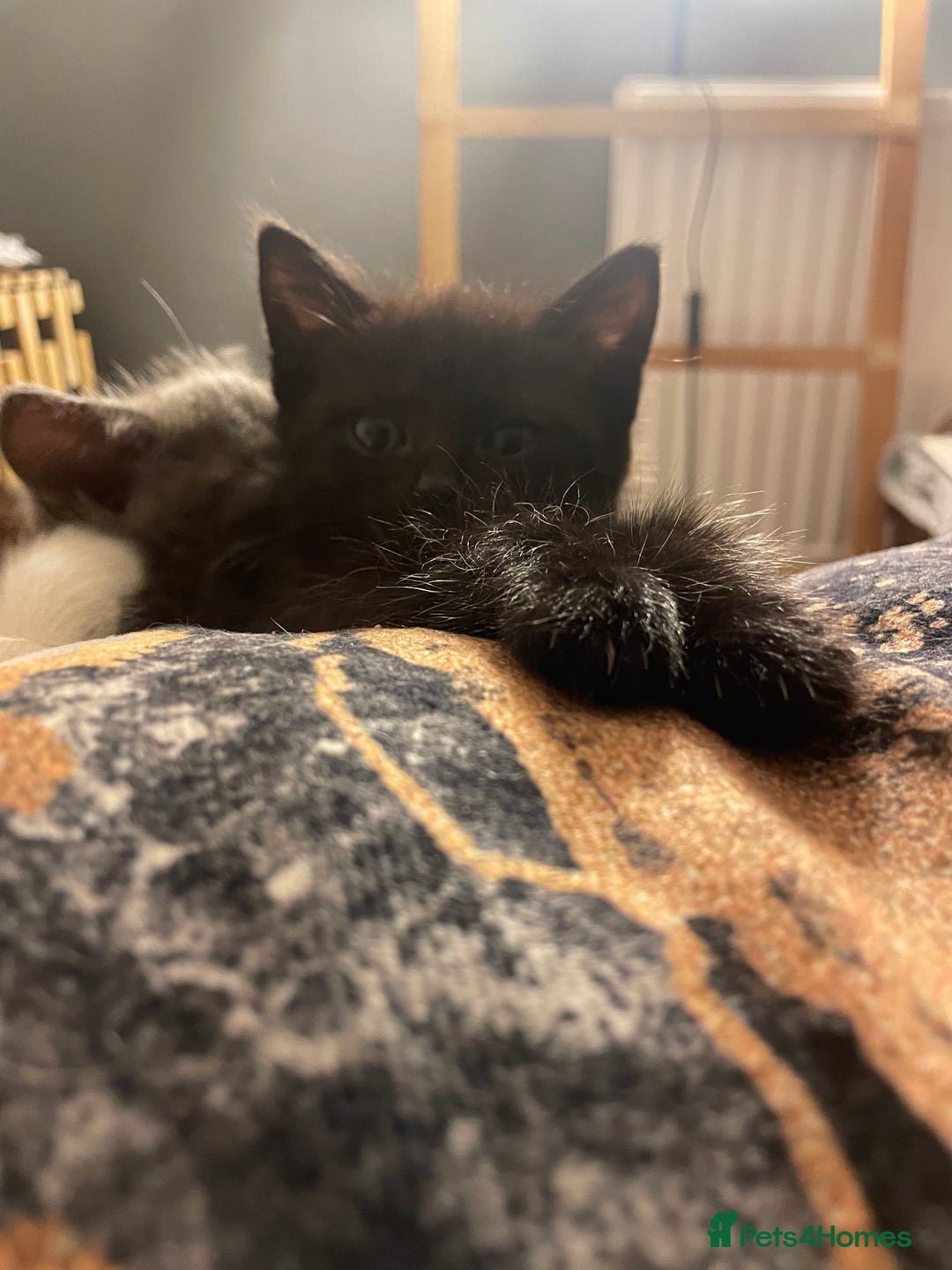 Mixed Breed cats for sale: All black kittens - Image 7