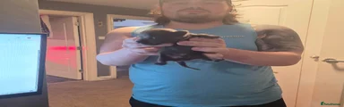 Staffordshire Bull Terrier Puppy 1