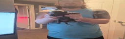 Staffordshire Bull Terrier dogs for sale: STUNNING CHAMPION BLUE STAFFORDSHIRE BULL TERRIER  - Advert 2