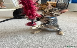 Bengal cats for sale: 🐾 TICA REGISTERED, READY TO LEAVE  😍😍 - Image 6