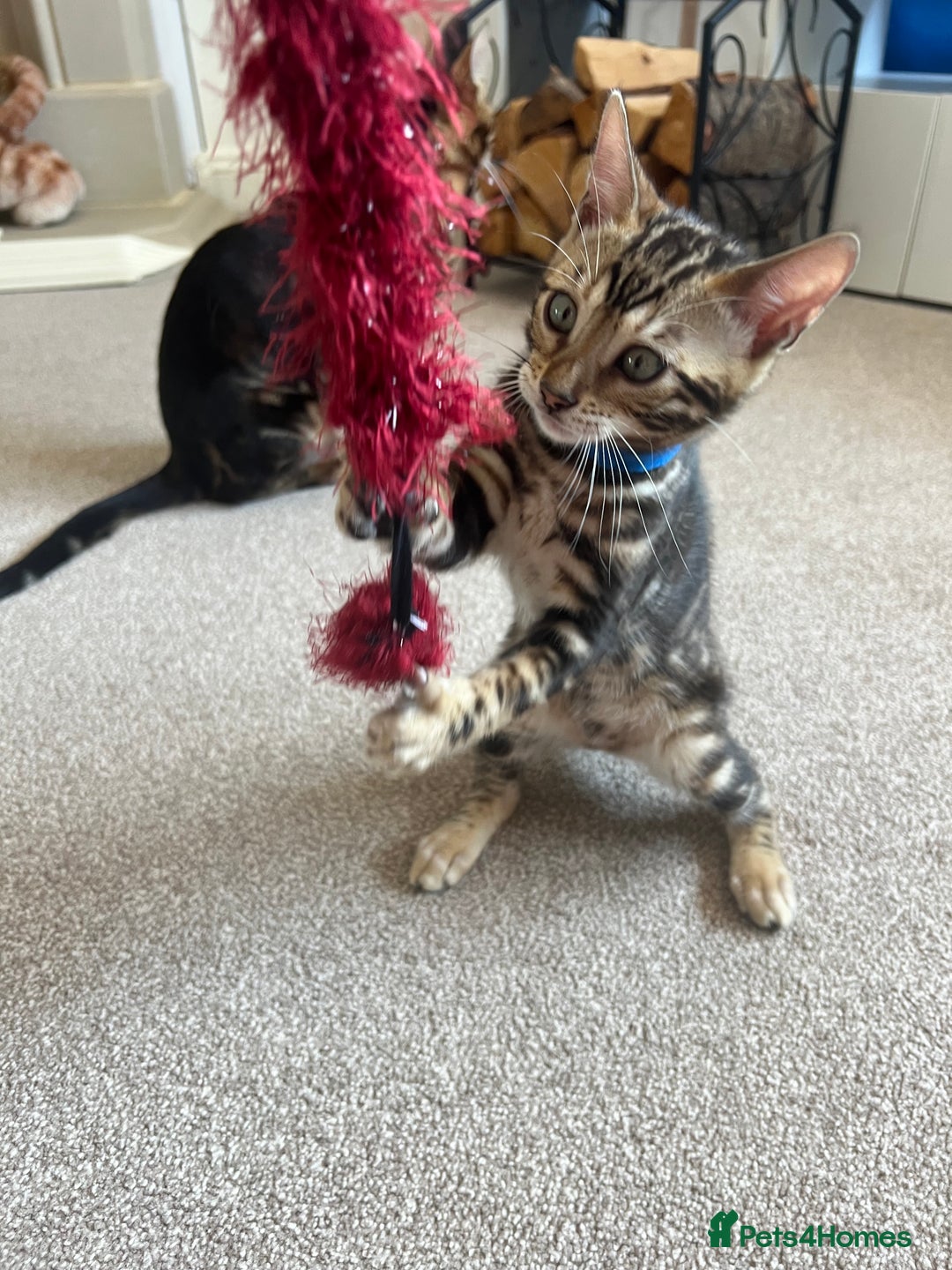 Bengal cats for sale: 🐾 TICA REGISTERED, READY TO LEAVE  😍😍 - Image 6