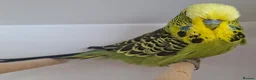 Budgerigars birds for sale: Exhibition budgies for sale  in Sudbury - Advert 8