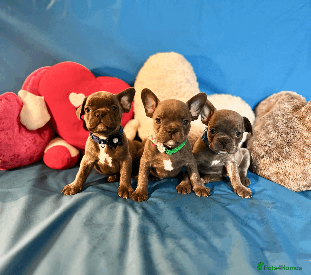 French Bulldog dogs for sale: Adorable Puppies Looking for a New Home! - Image 24