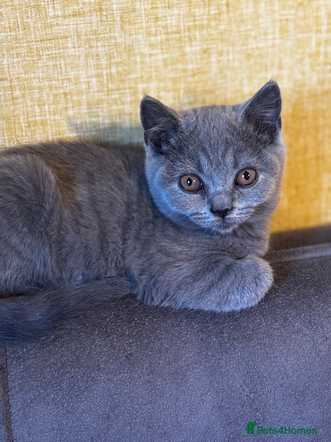 British Shorthair cats for sale: Adorable kittens READY NOW in Wakefield - Image 8