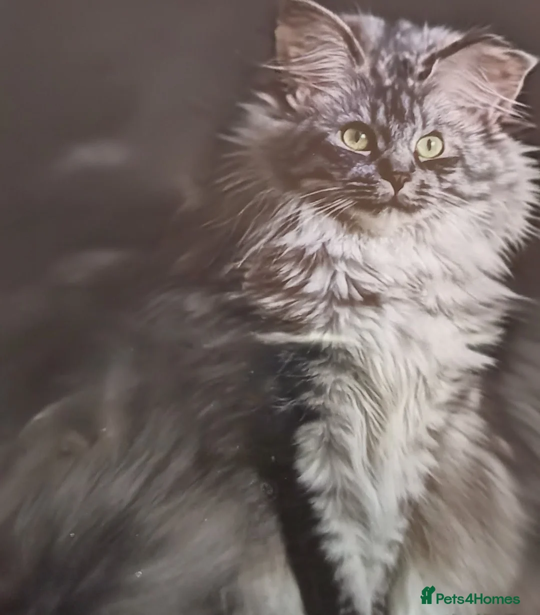Maine Coon cats for sale: Female silver/Grey Maine Coone  - Advert 6