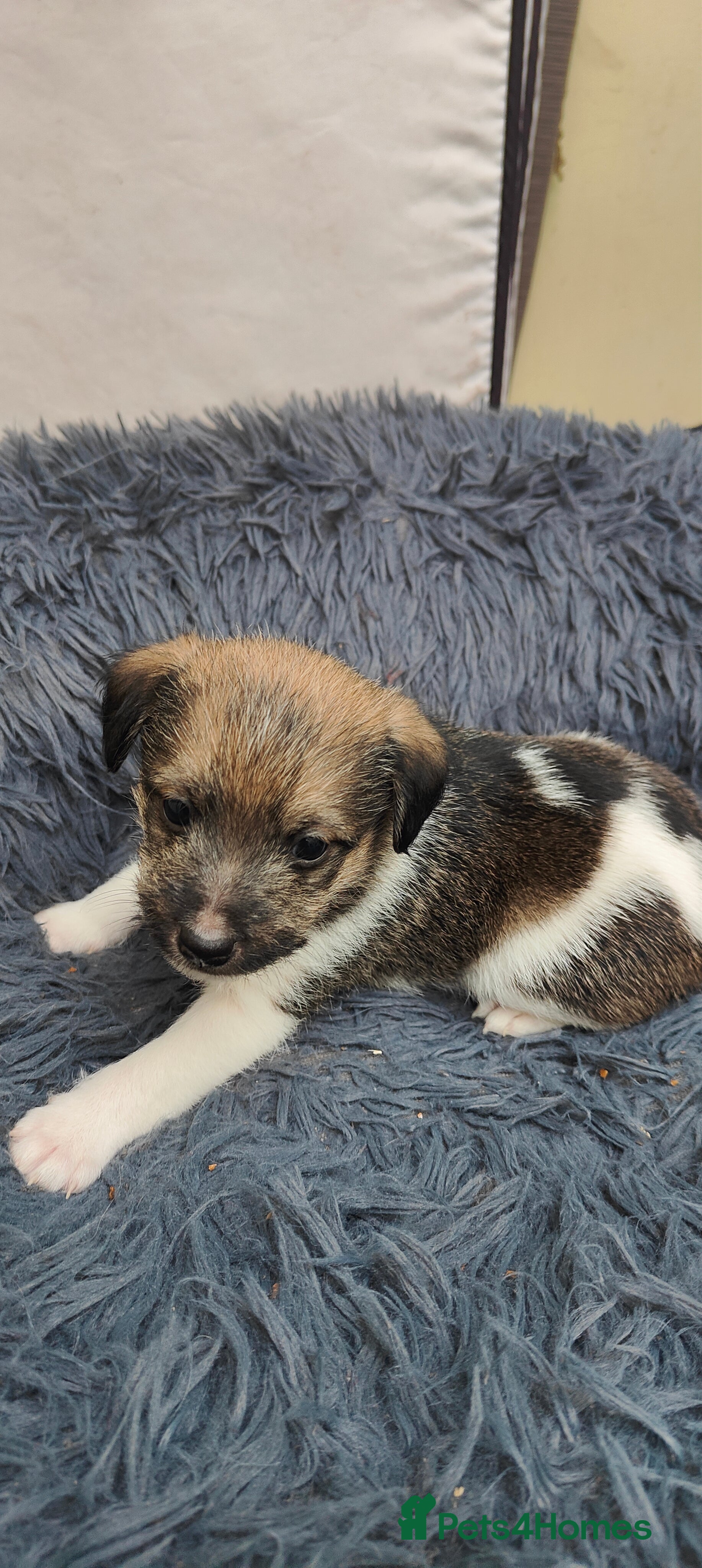 Mixed Breed dogs Lowchen (non Shedding like Poodle ) x Patterdale  - Advert 5