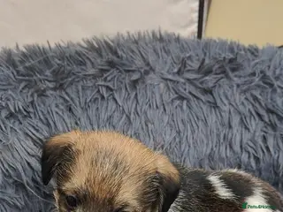 Mixed Breed dogs Lowchen (non Shedding like Poodle ) x Patterdale - Advert 5