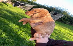 Cocker Spaniel dogs for sale: KC registered cocker spaniel pups for sale  - Image 14