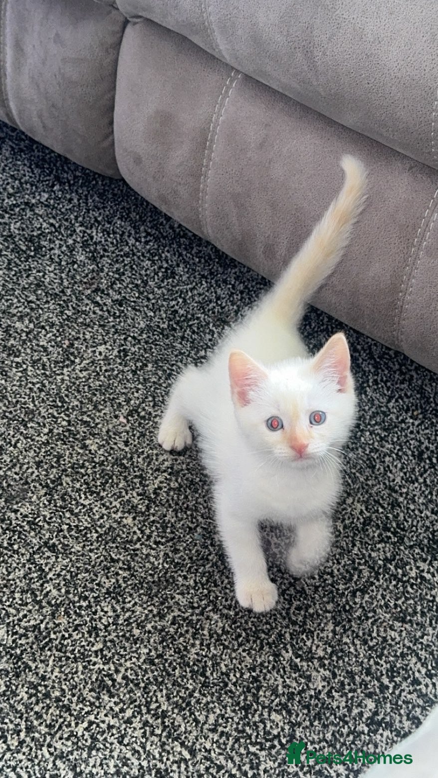 Siamese cats for sale: Siamese flame point kitten  in Bridgend - Advert 5