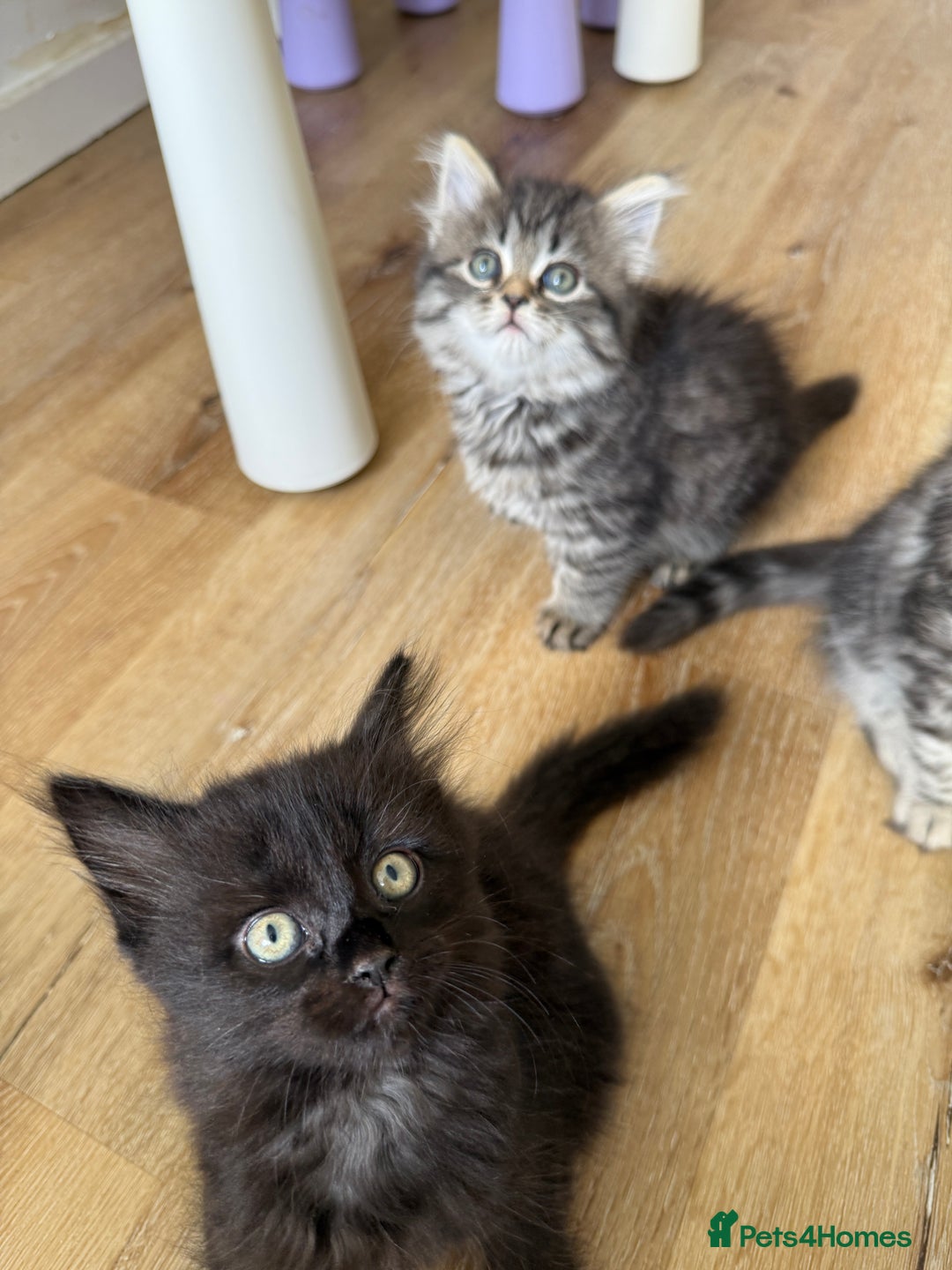 Persian cats for sale: Persian / British shorthair mix 🩷8 weeks old 🩷 - Image 20