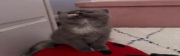 British Shorthair cats for sale: Cutest bsh babies 🤍🦋🤍  - Advert 22