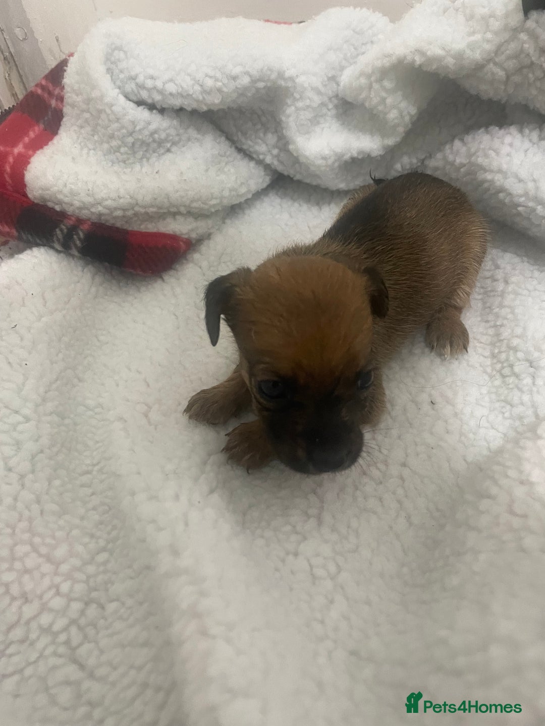Jack Russell dogs for sale: Four Jack Russell puppies merle - Image 7