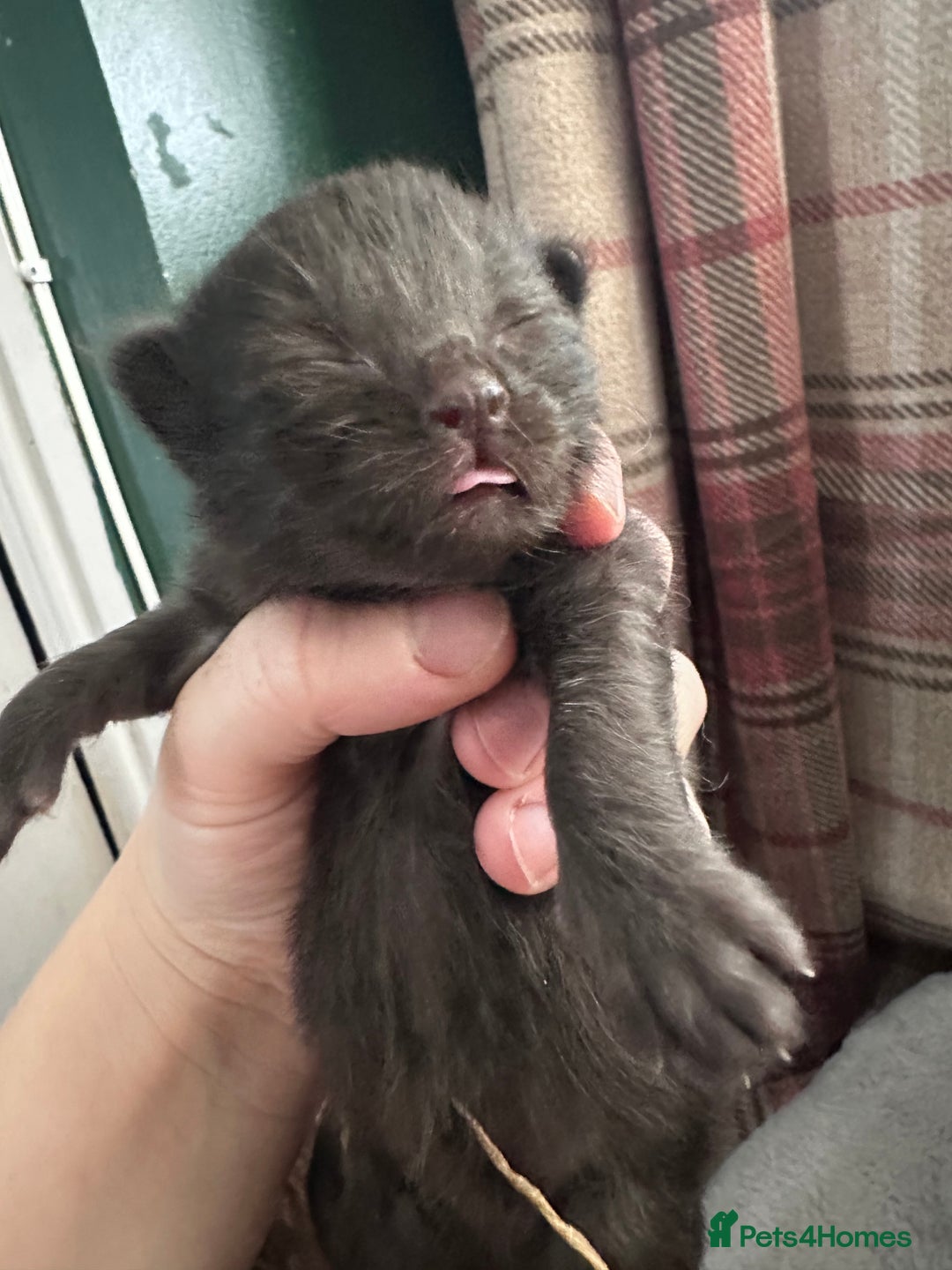 Siberian cats for sale: Full Siberian Litter. Quick sales before holiday - Image 16