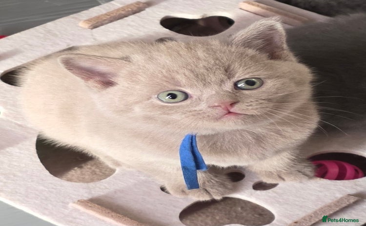 British Shorthair cats  Gccf British shorthair kittens champion lines 🏆 - Advert 3