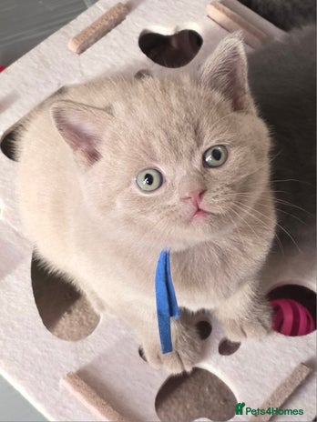 British Shorthair cats Gccf British shorthair kittens champion lines 🏆 - Advert 3