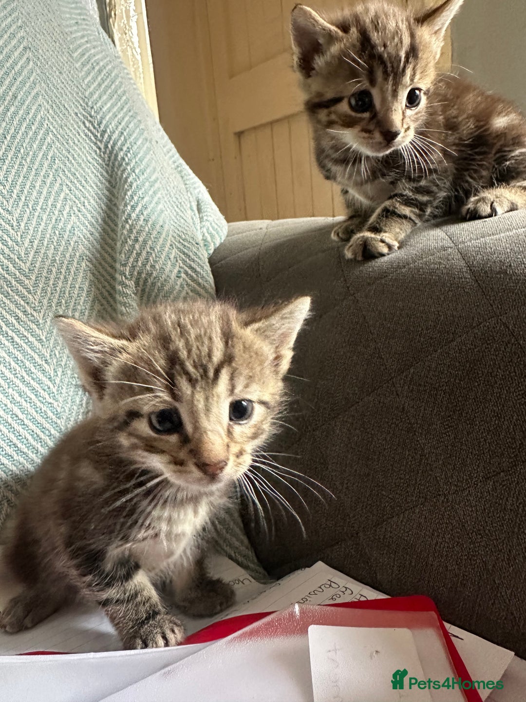Domestic Shorthair cats for sale: Domestic short haired cat  - Image 13