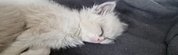 Ragdoll cats for sale: Gorgeous pure bred Ragdoll ready to leave 26 April - Advert 3