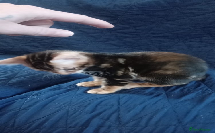 Bengal cats - Advert 3