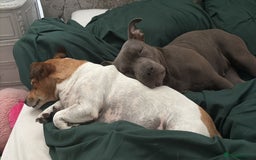 Staffordshire Bull Terrier dogs for sale: Staffy needing home  - Image 5