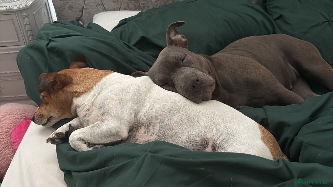 Staffordshire Bull Terrier dogs for sale: Staffy needing home  - Image 5