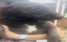 Labradoodle dogs for sale: F1 labradoodle puppies  - Image 6