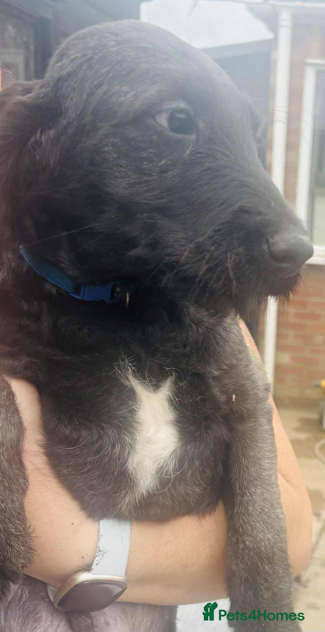 Labradoodle dogs for sale: F1 labradoodle puppies  - Image 6