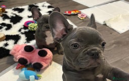 French Bulldog dogs for sale: 10 week old bat pigs ready for there new homes - Image 10