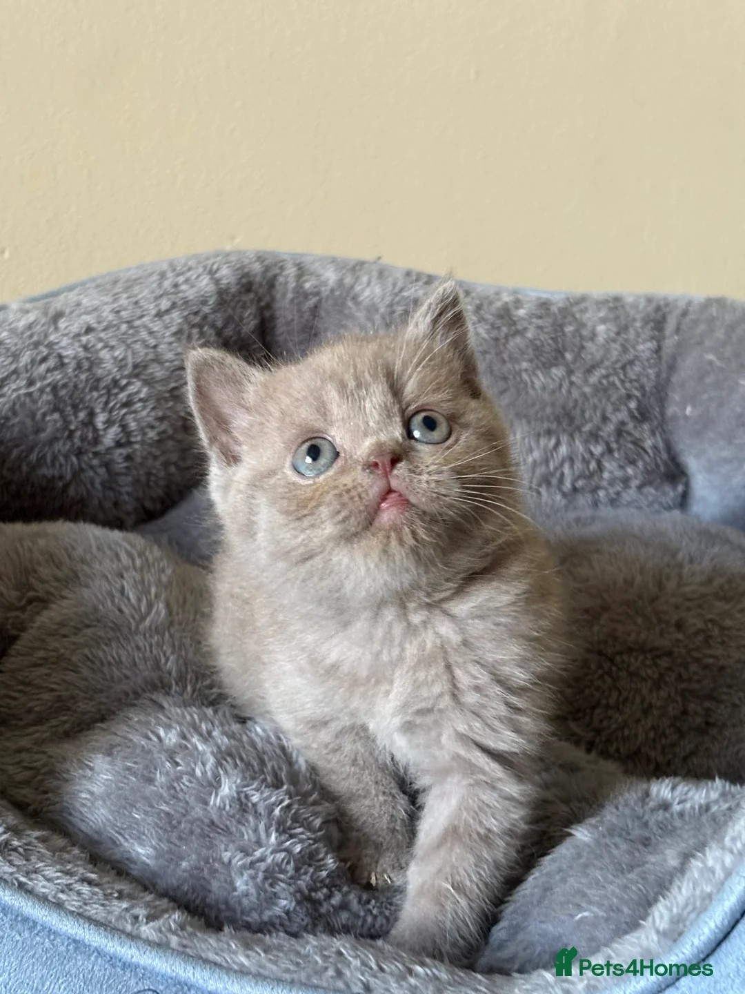 British Shorthair cats for sale: British Shorthair Kittens for Sale - Advert 26