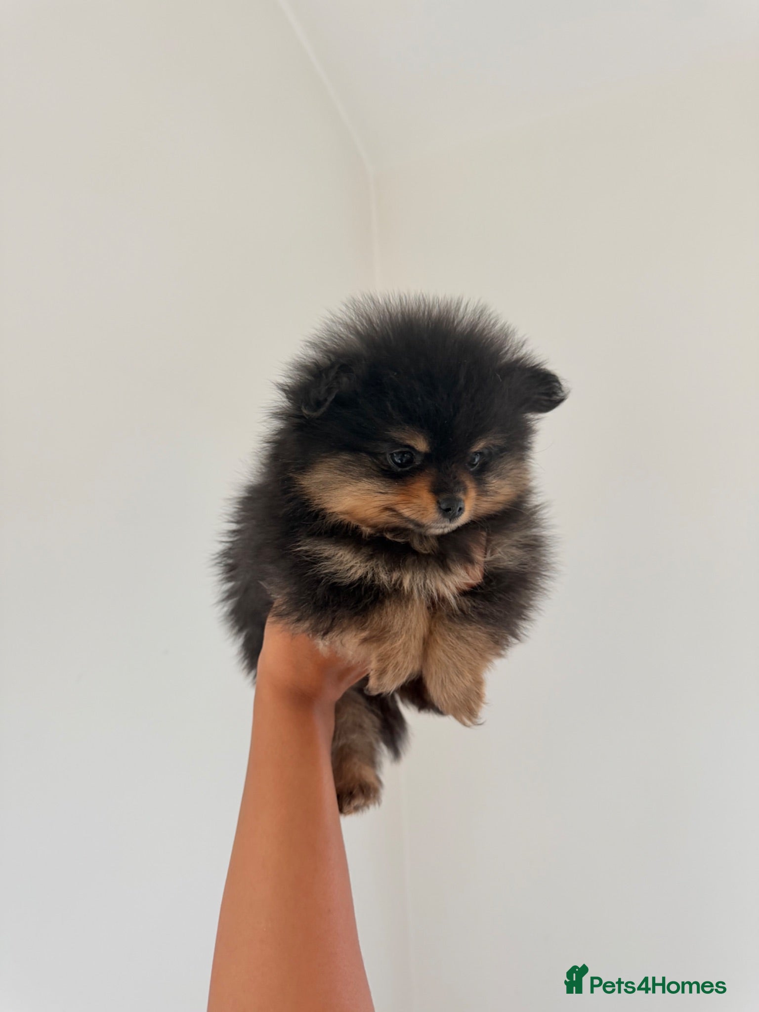 Pomeranian dogs READY TO LEAVE 4 LEFT Pomeranian PUPPIES 🫶🏽   - Advert 2