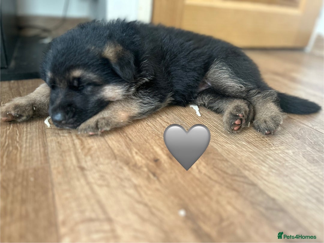 German Shepherd dogs for sale: Kc Registered German Shepherd Puppies - Advert 15