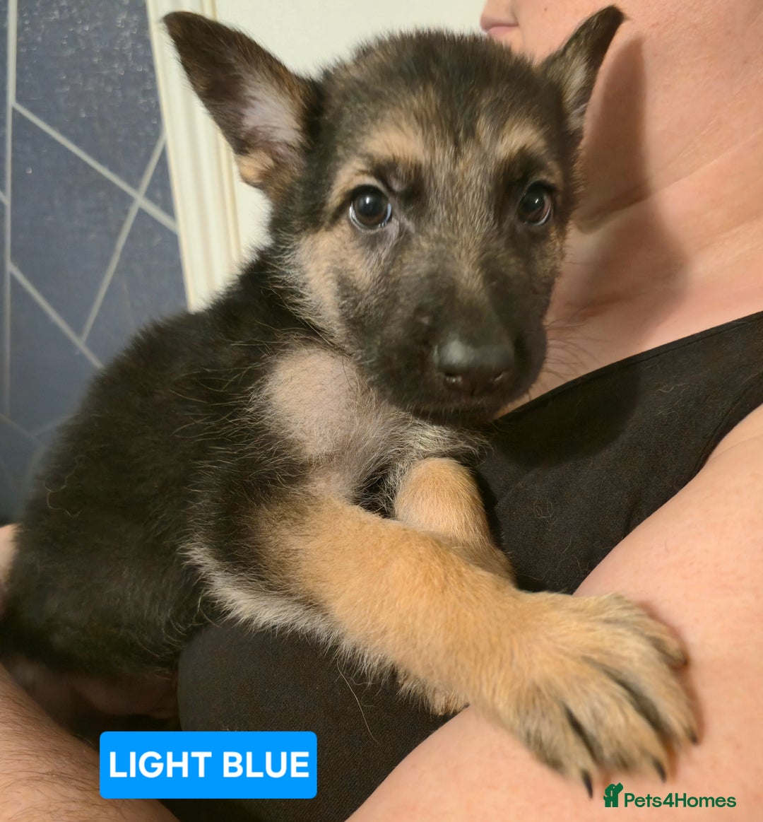 German Shepherd dogs for sale: German Shepherd Puppies - Advert 18