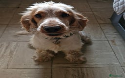 Cocker Spaniel dogs for sale: KC registered Orange Roan Cocker Spaniels - Image 12