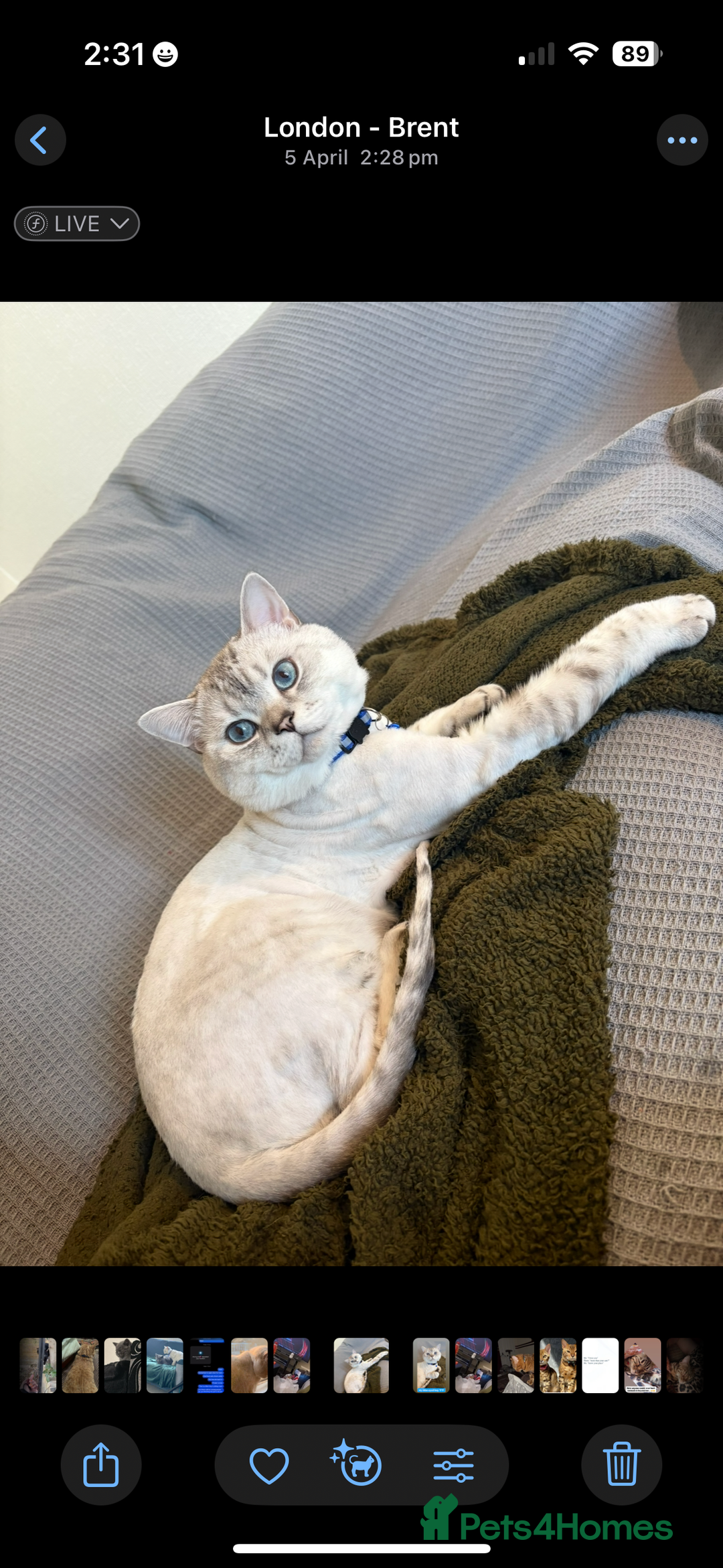 Mixed Breed cats for sale: Beautiful Blue Eyed Boy Looking For His New Home🩵 - Image 3