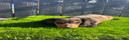 Miniature Dachshund dogs for sale: 🐾KC registered miniature dashunds now reduced 🐾 - Advert 6