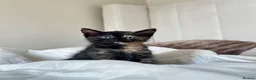 Mixed Breed cats for sale: Kittens - Advert 20